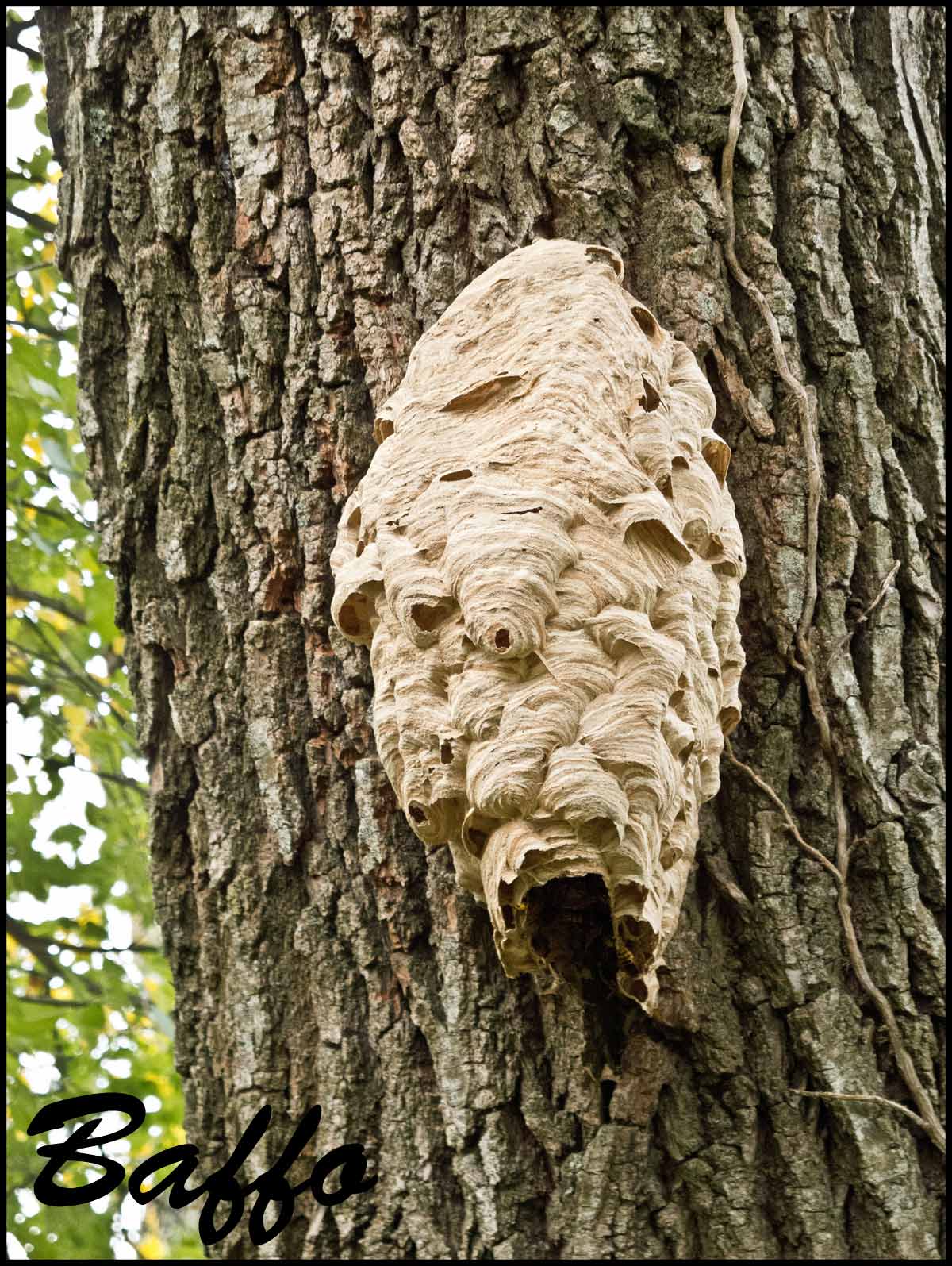 Nido di Vespa crabro (espansione esterna)